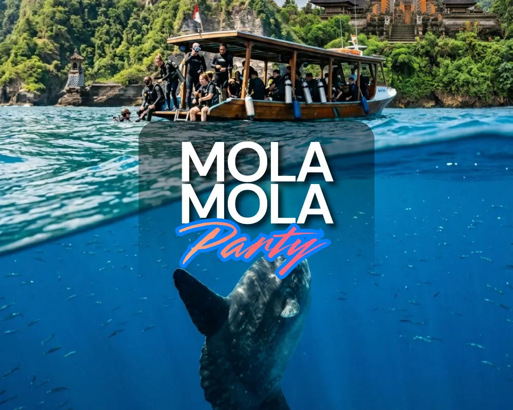 Mola Mola Party